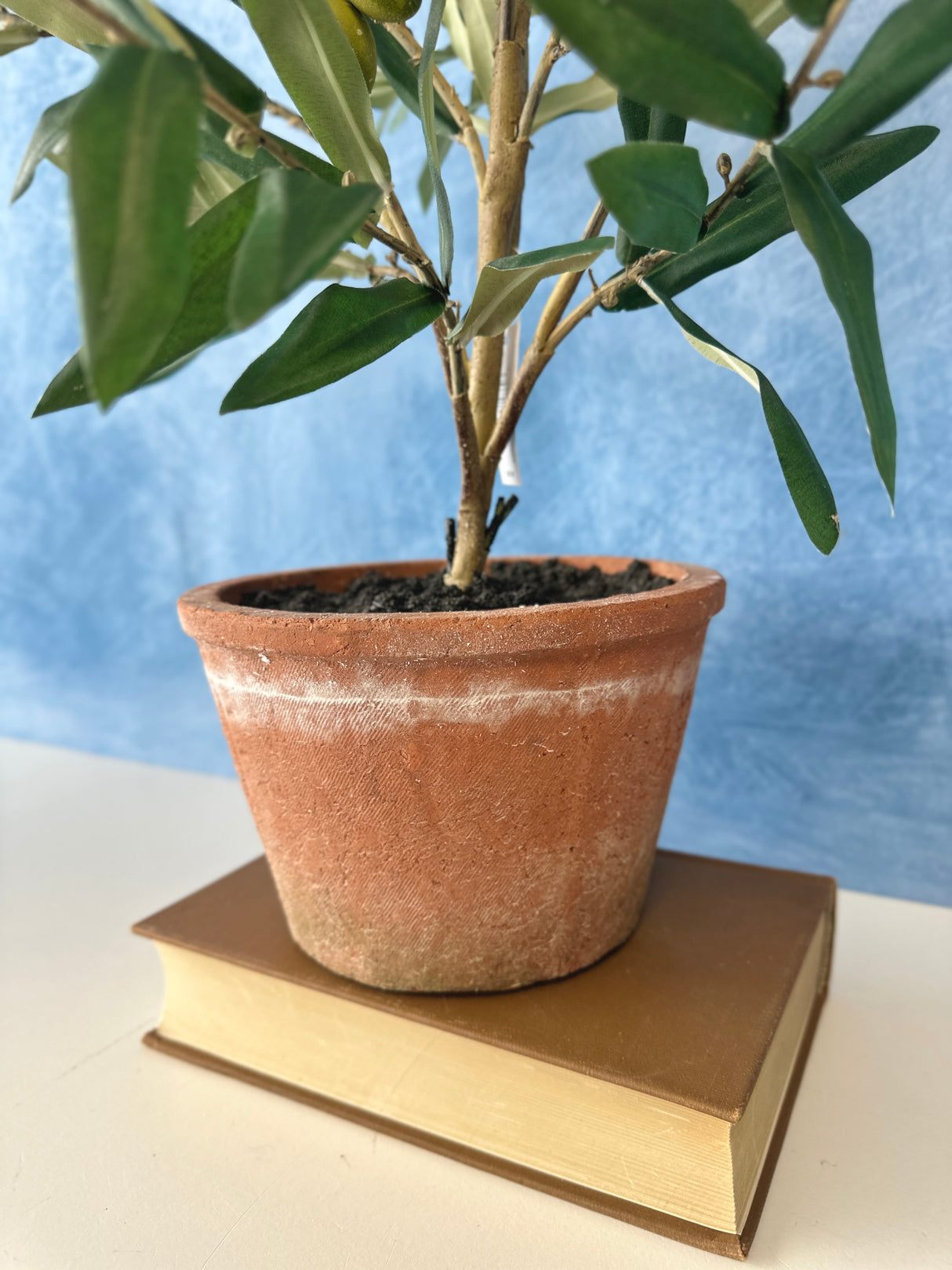 25" Potted Olive Tree