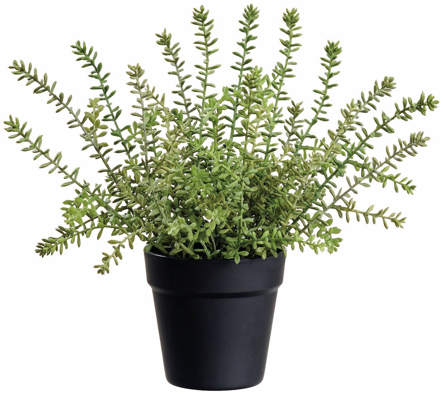 Potted Garden Sedum Plant