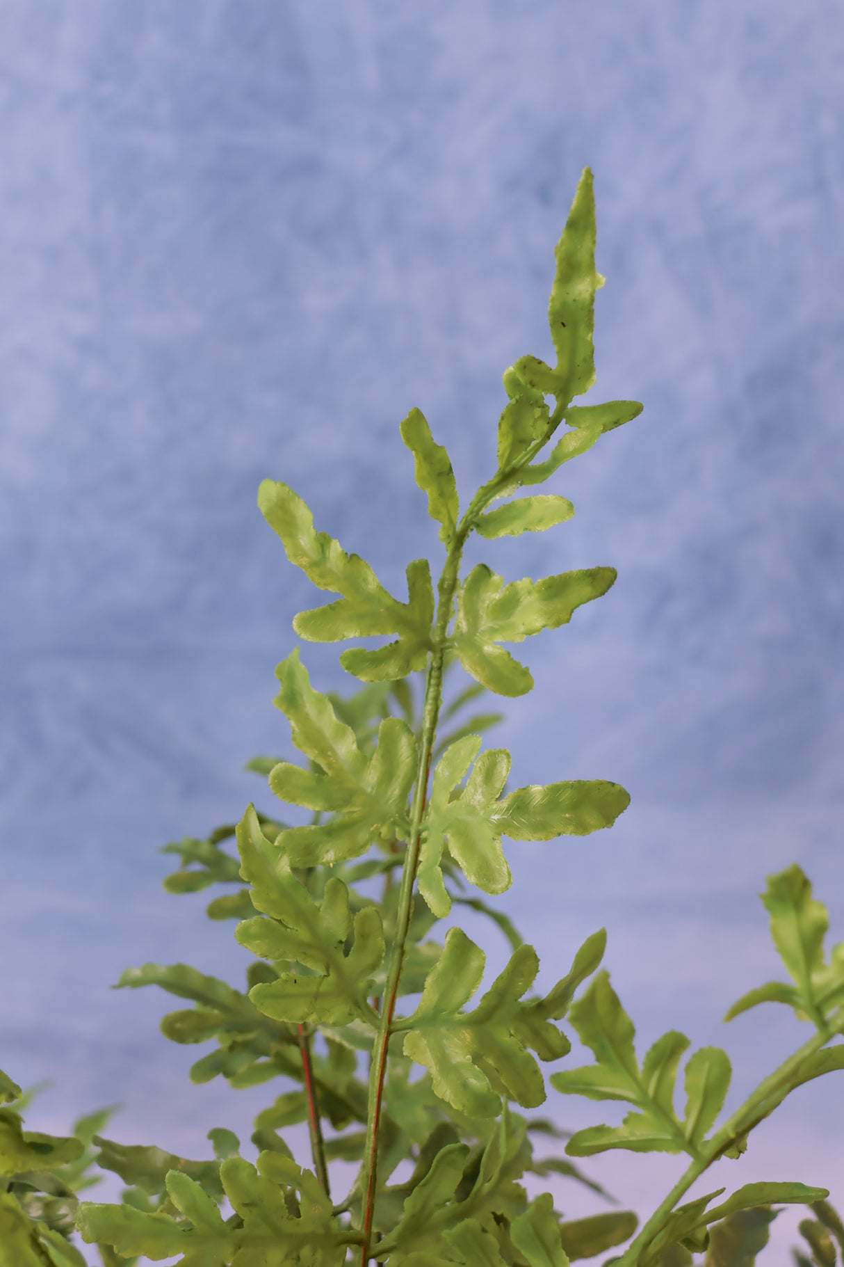 Real Touch Potted Fern Silk Plant
