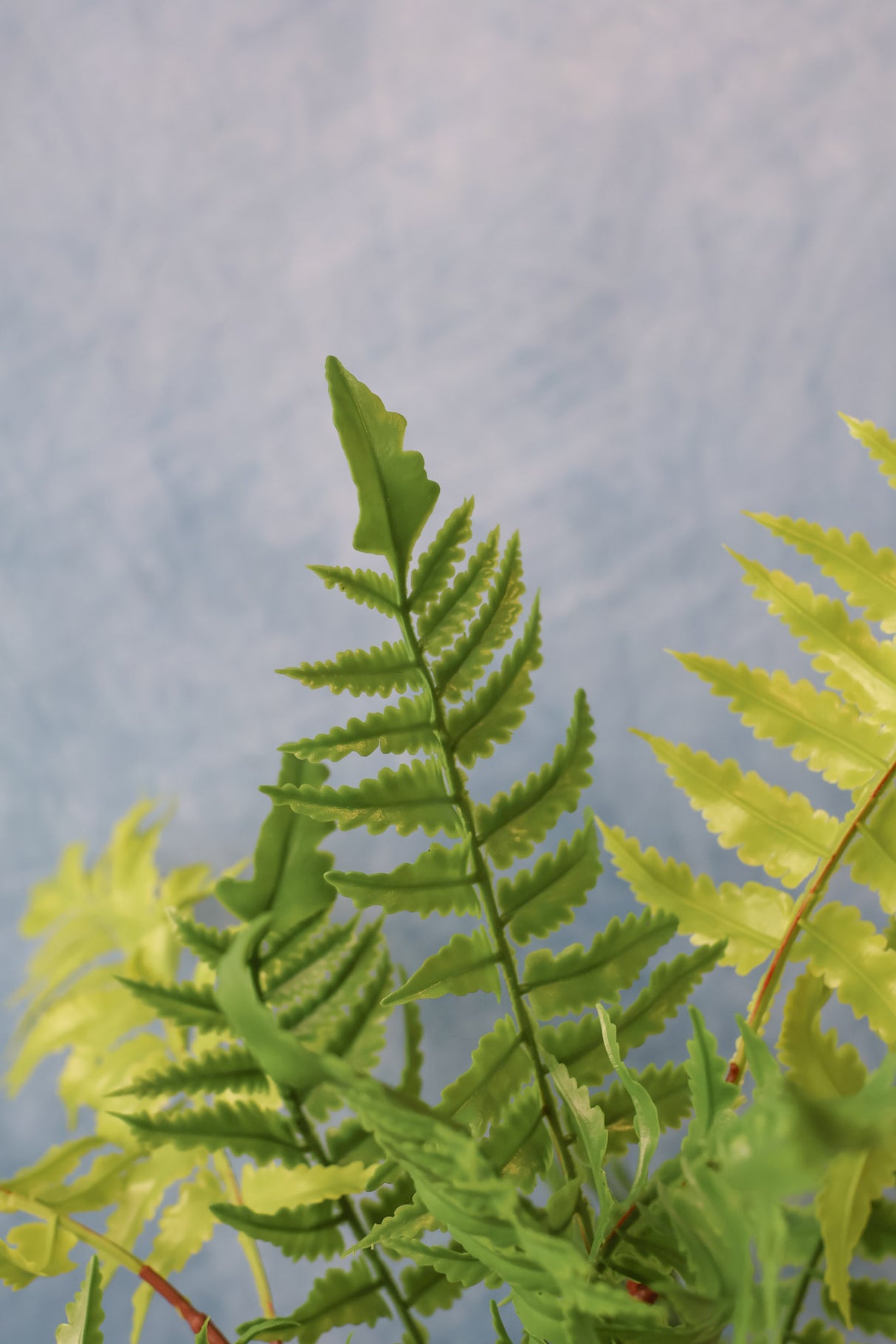 Real Touch Boston Fern Bush