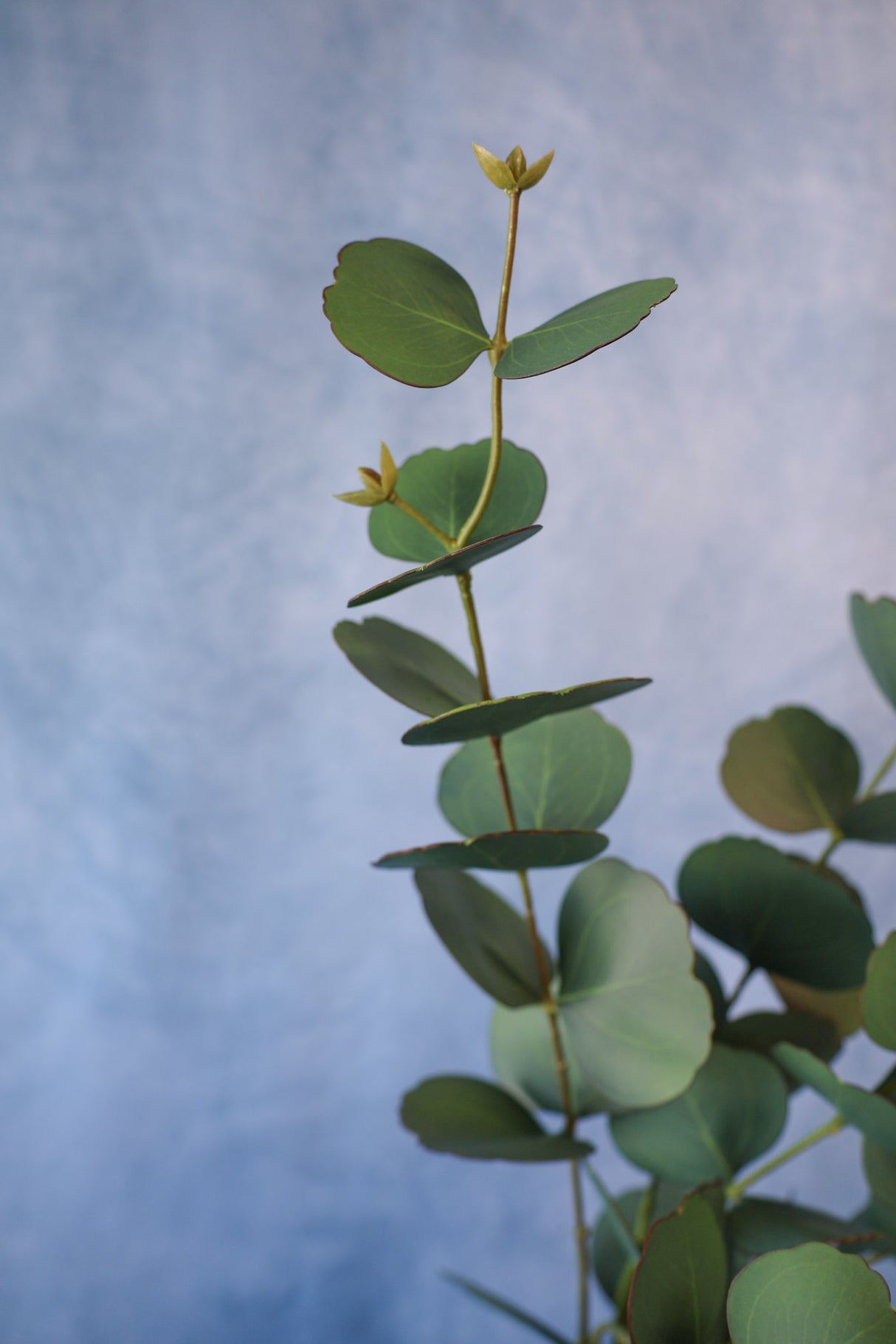 Symphony Eucalyptus Spray