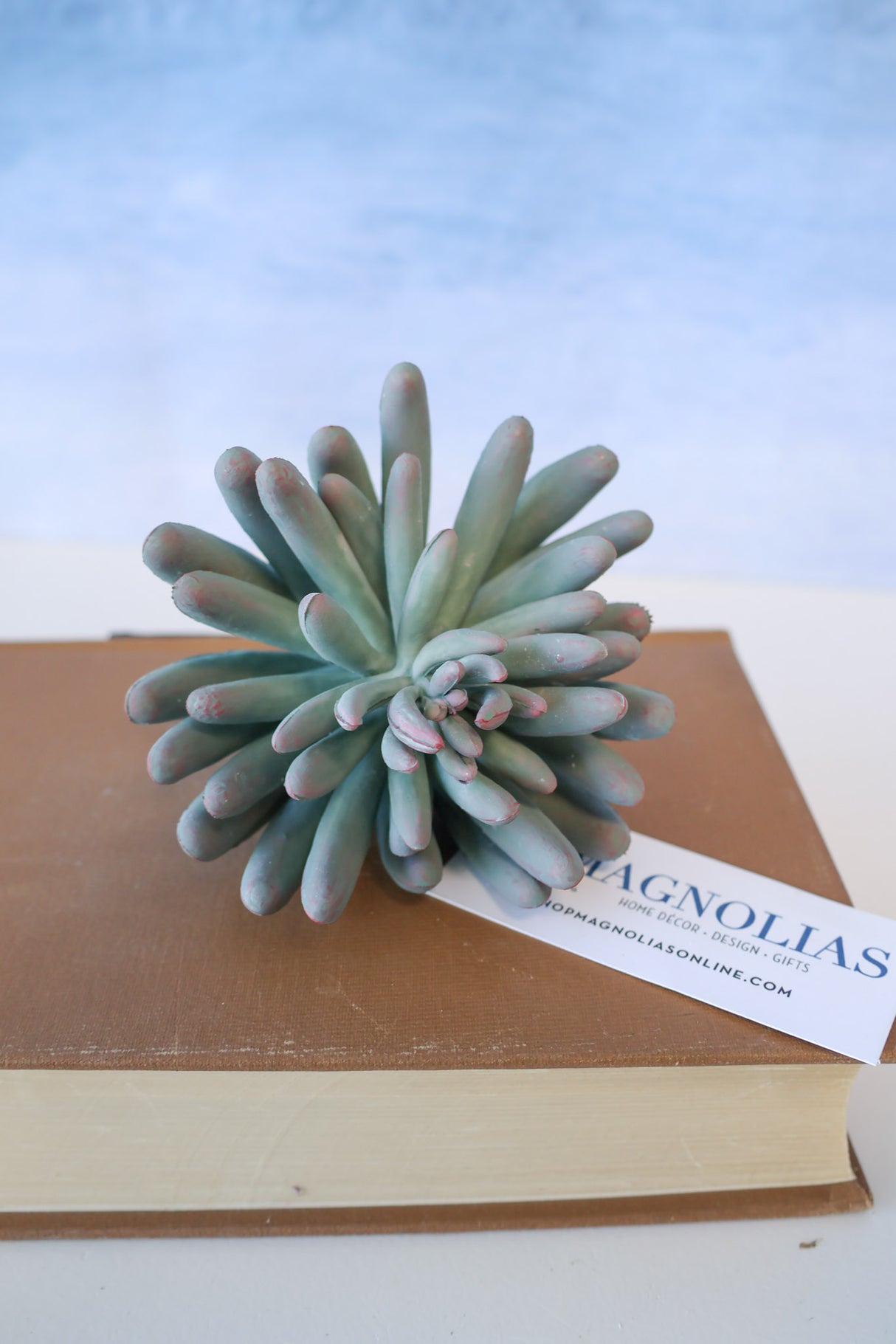 Purple Tip Finger Succulent