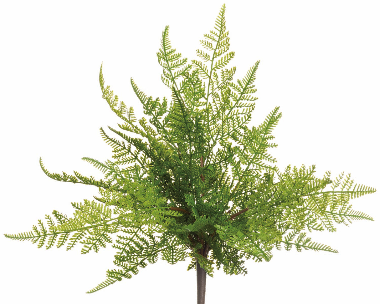 UV Protect Lace Fern Bush