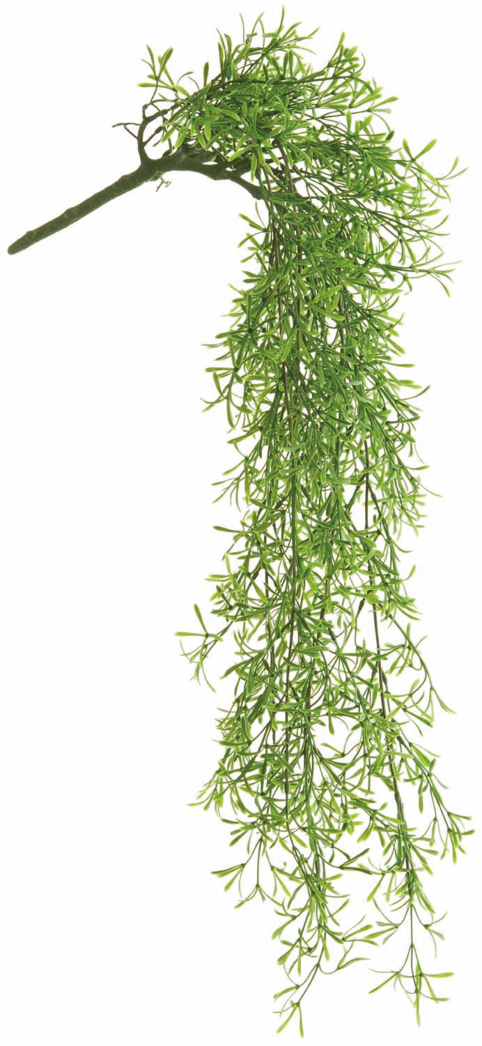 UV Protect Sprengeri Hanging Bush