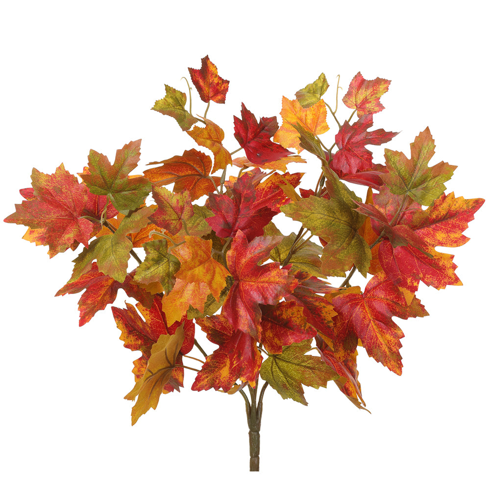 Flame Maple Bush