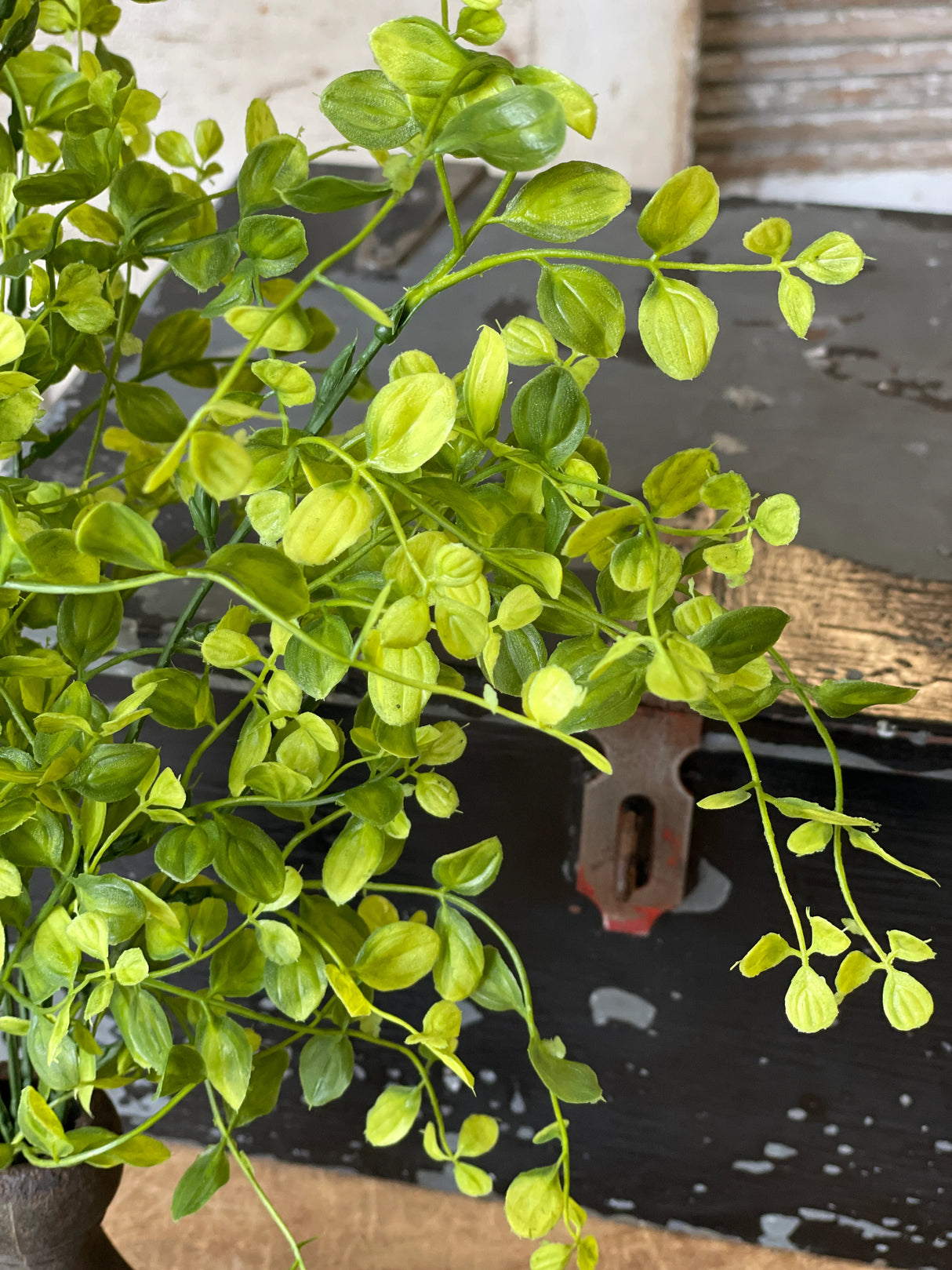 20" Bog Pimpernel Bush