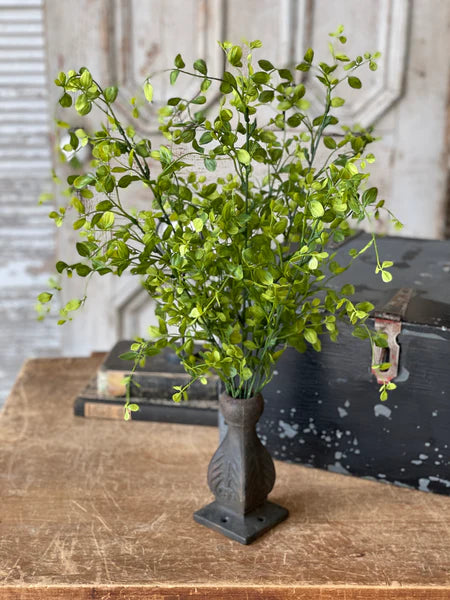 20" Bog Pimpernel Bush