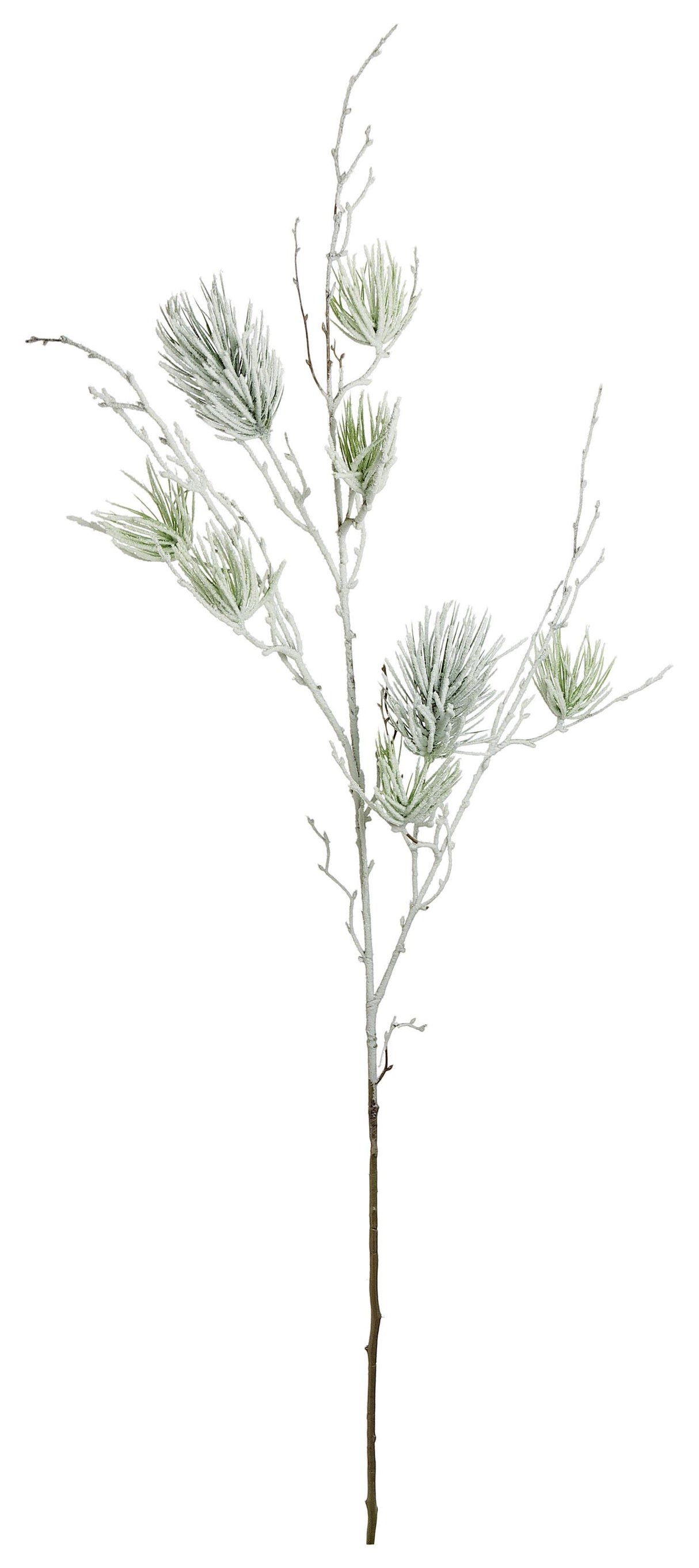 Winter Cozy Pine Branch