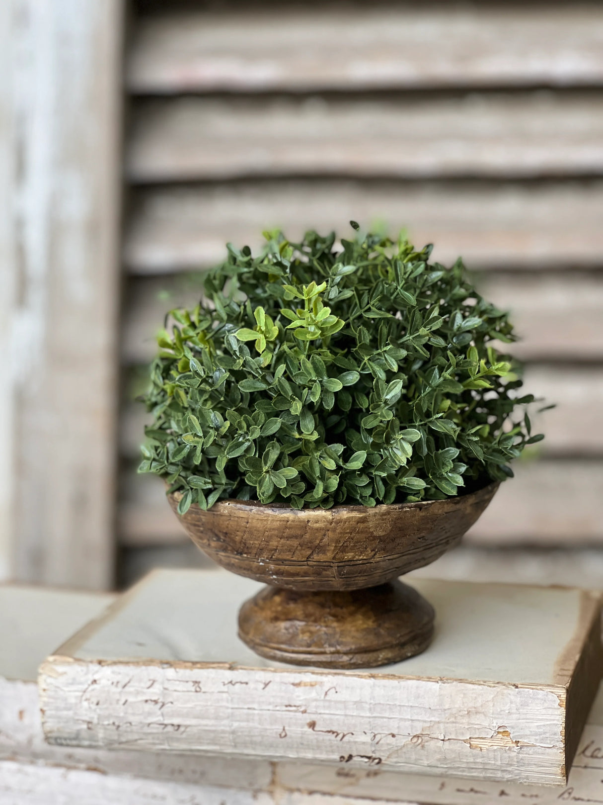 New England Boxwood Half Sphere