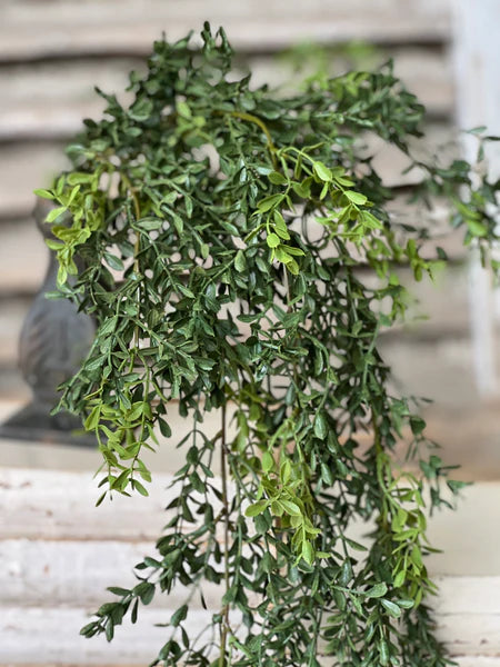 New England Boxwood Hanging Bush