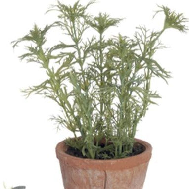 7.5" Herb in Clay Pot