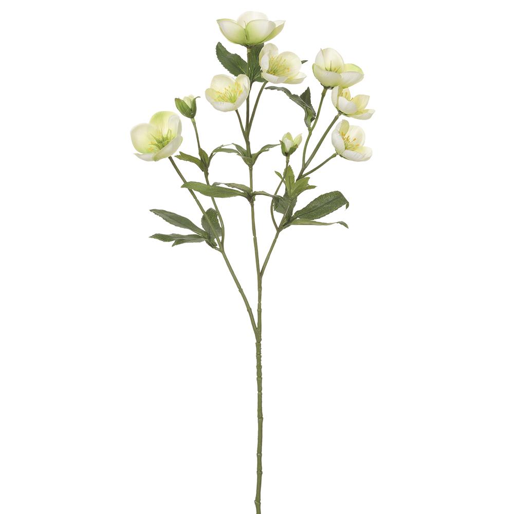 Green Helleborus Spray