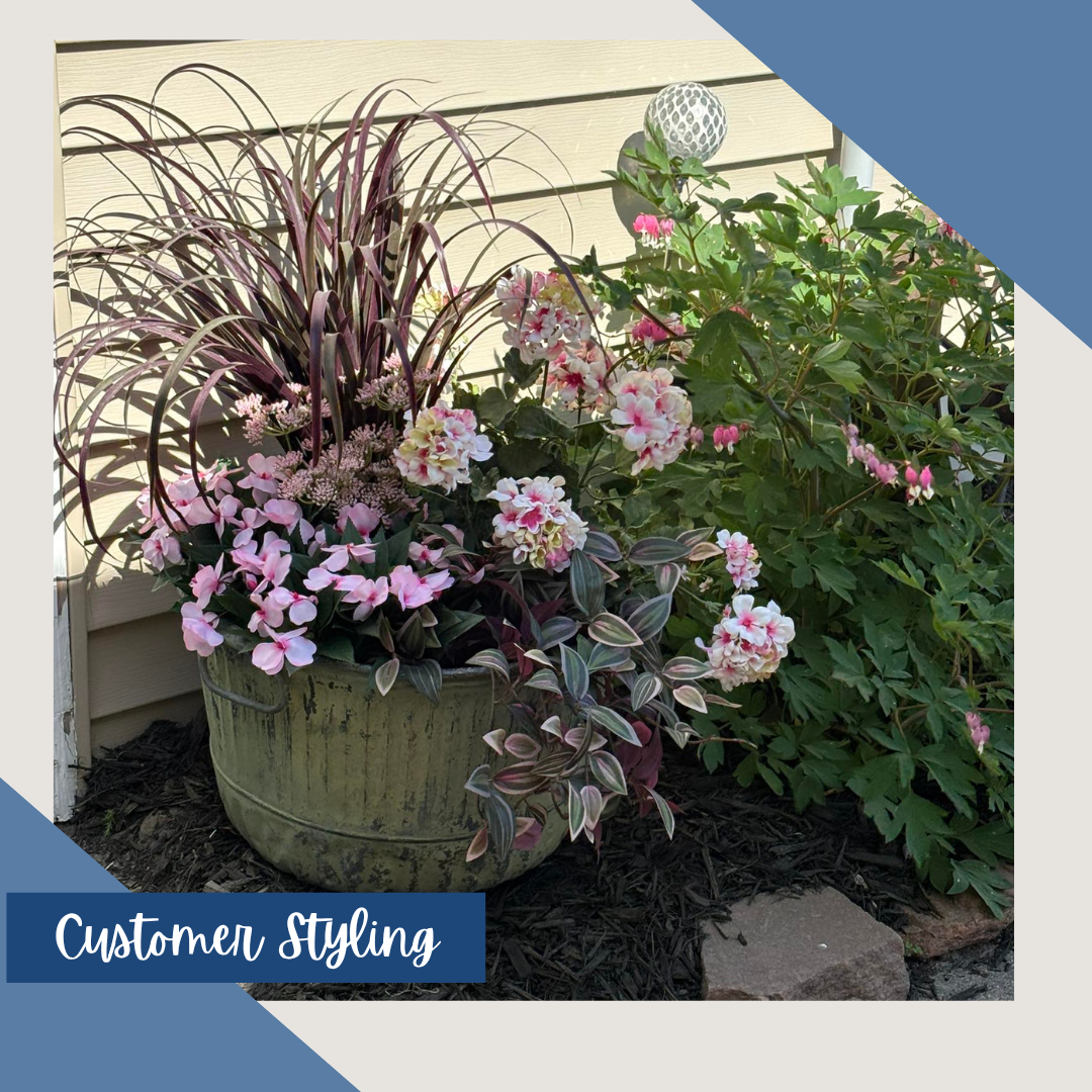 UV Protect Wandering Jew Hanging Bush