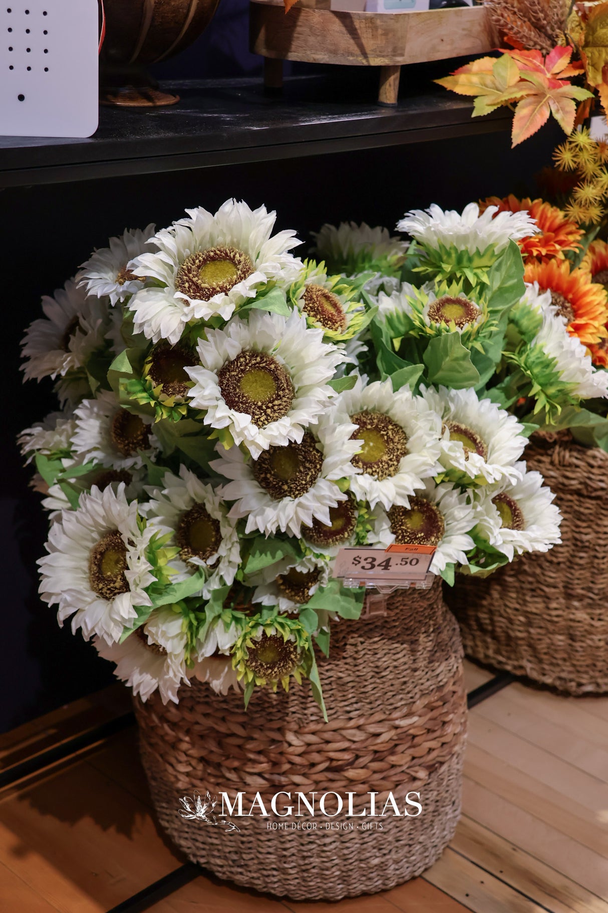 White Sunflower Bush