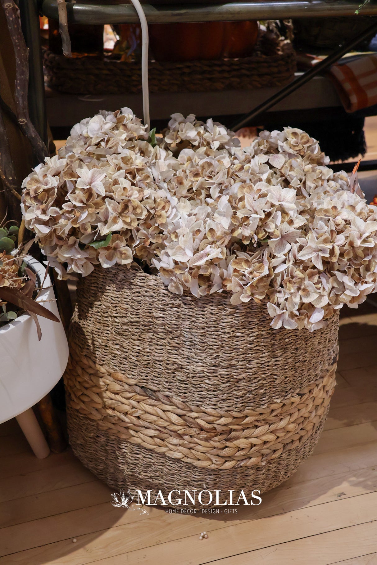 Cream Harvest Hydrangea Bush