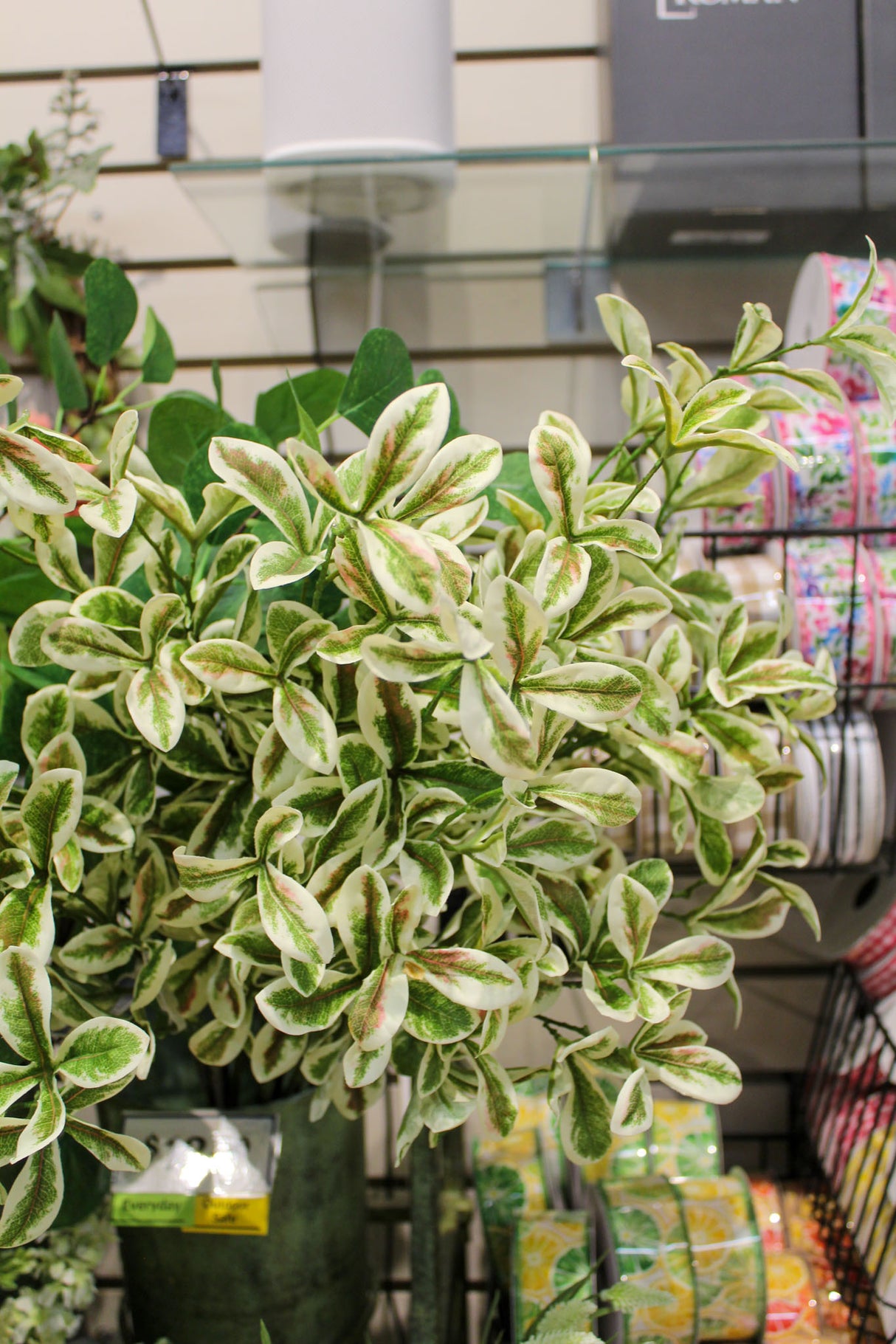 Terminalia Mantaly Leaf Spray