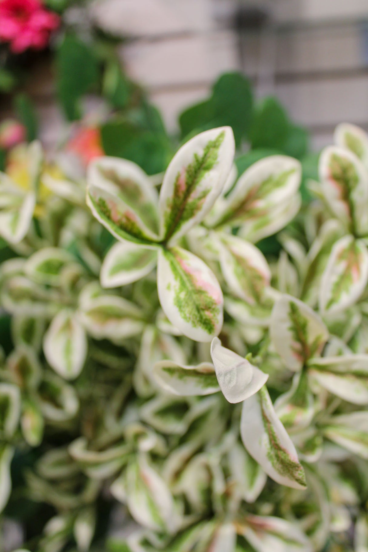 Terminalia Mantaly Leaf Spray