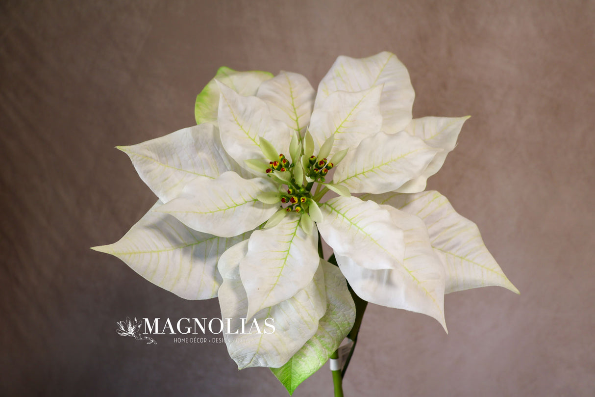 Winter White Poinsettia Spray