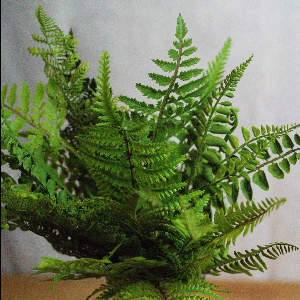 UV Protected Mixed Fern Bush