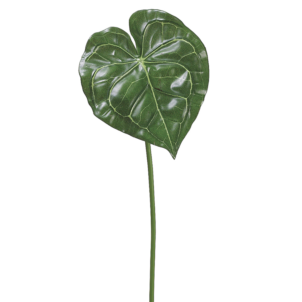 Exotic Anthurium Leaf