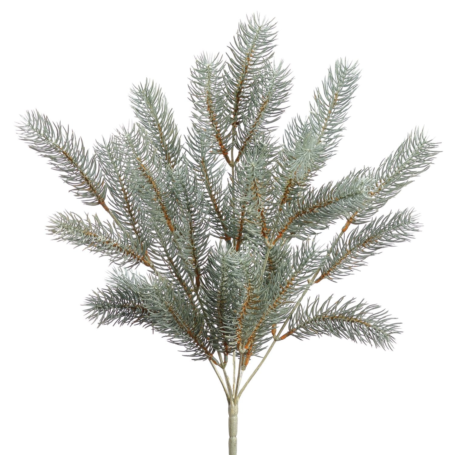 Blue Green Round Tip Pine Bush