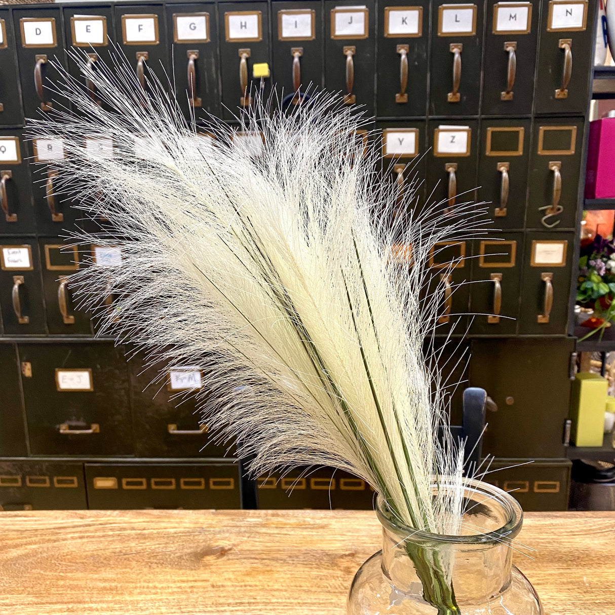 Cream Pampas Grass Bush