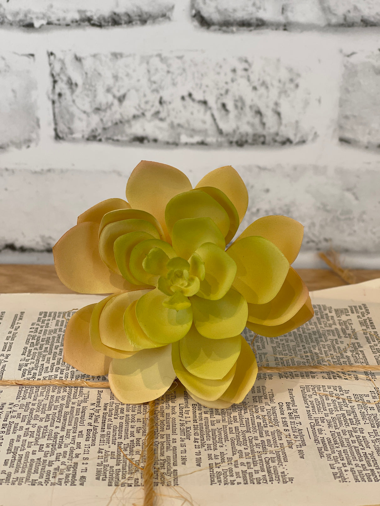 Soft Yellow Echeveria Pick