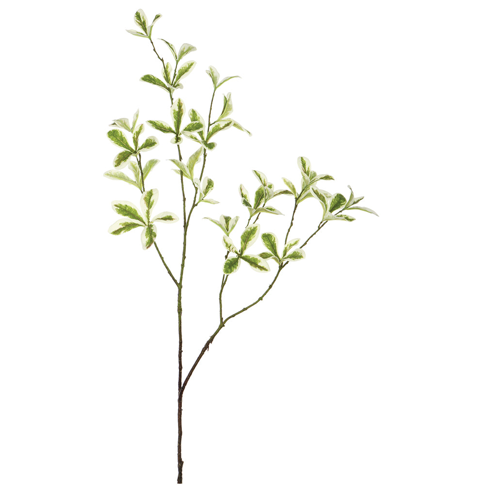 Terminalia Mantaly Leaf Spray