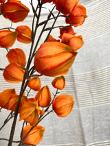Jumbo Lantern Fruit Spray