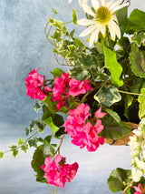 Pink Passion Hanging Basket Kit