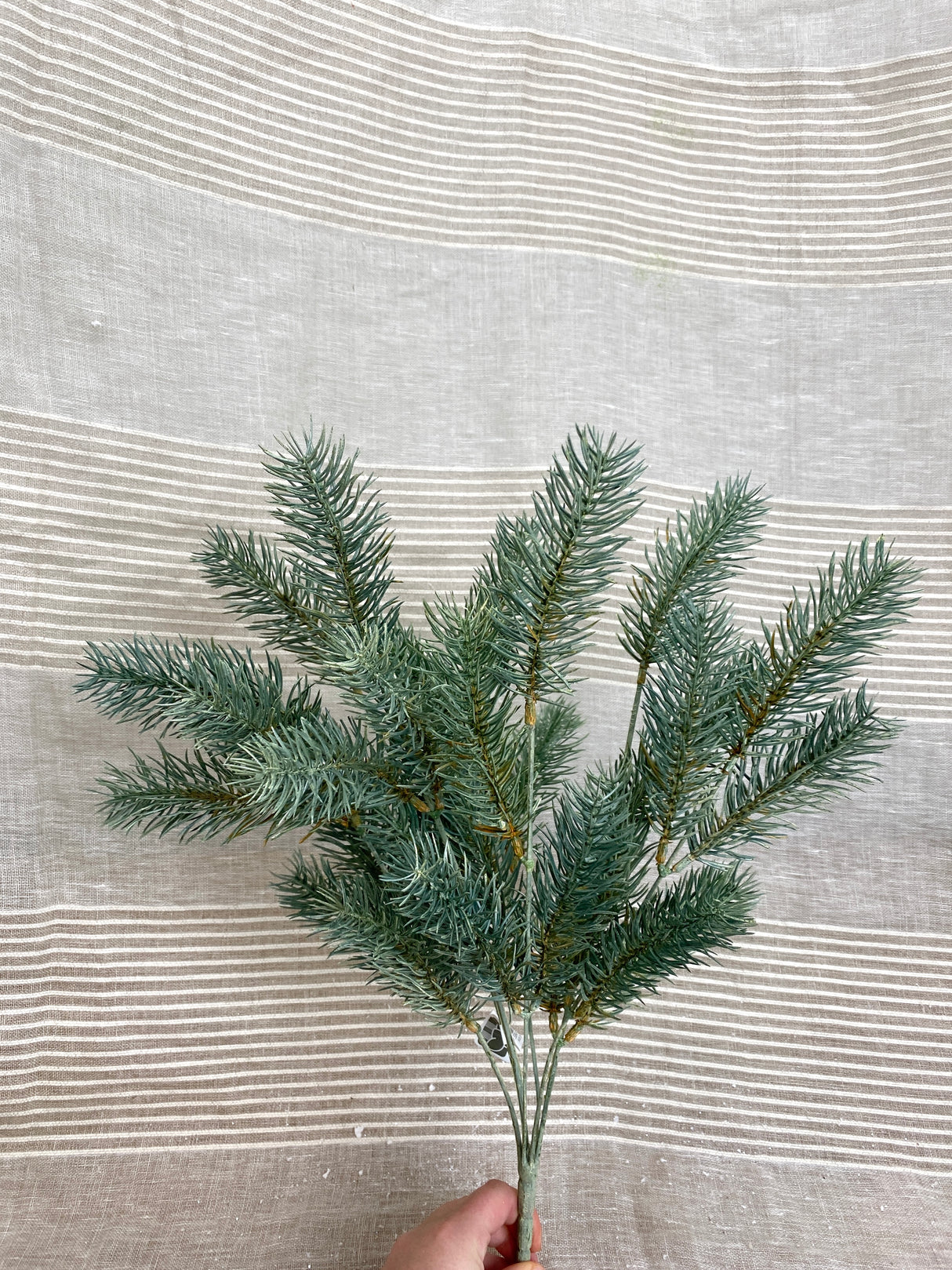 Blue Green Round Tip Pine Bush