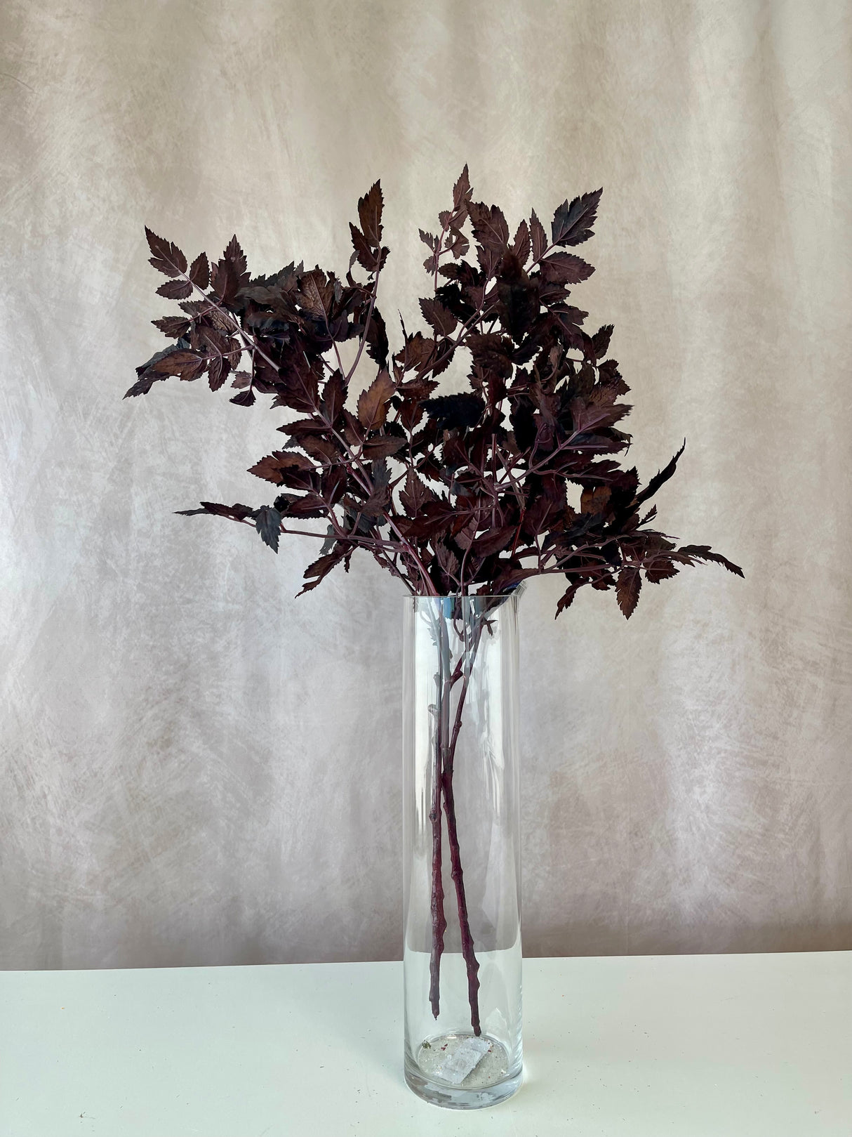 Cimicifuga Ramosa Leaf Spray