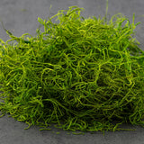 Green Spanish Preserved Moss