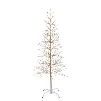 5.5' Champagne Birch Tree