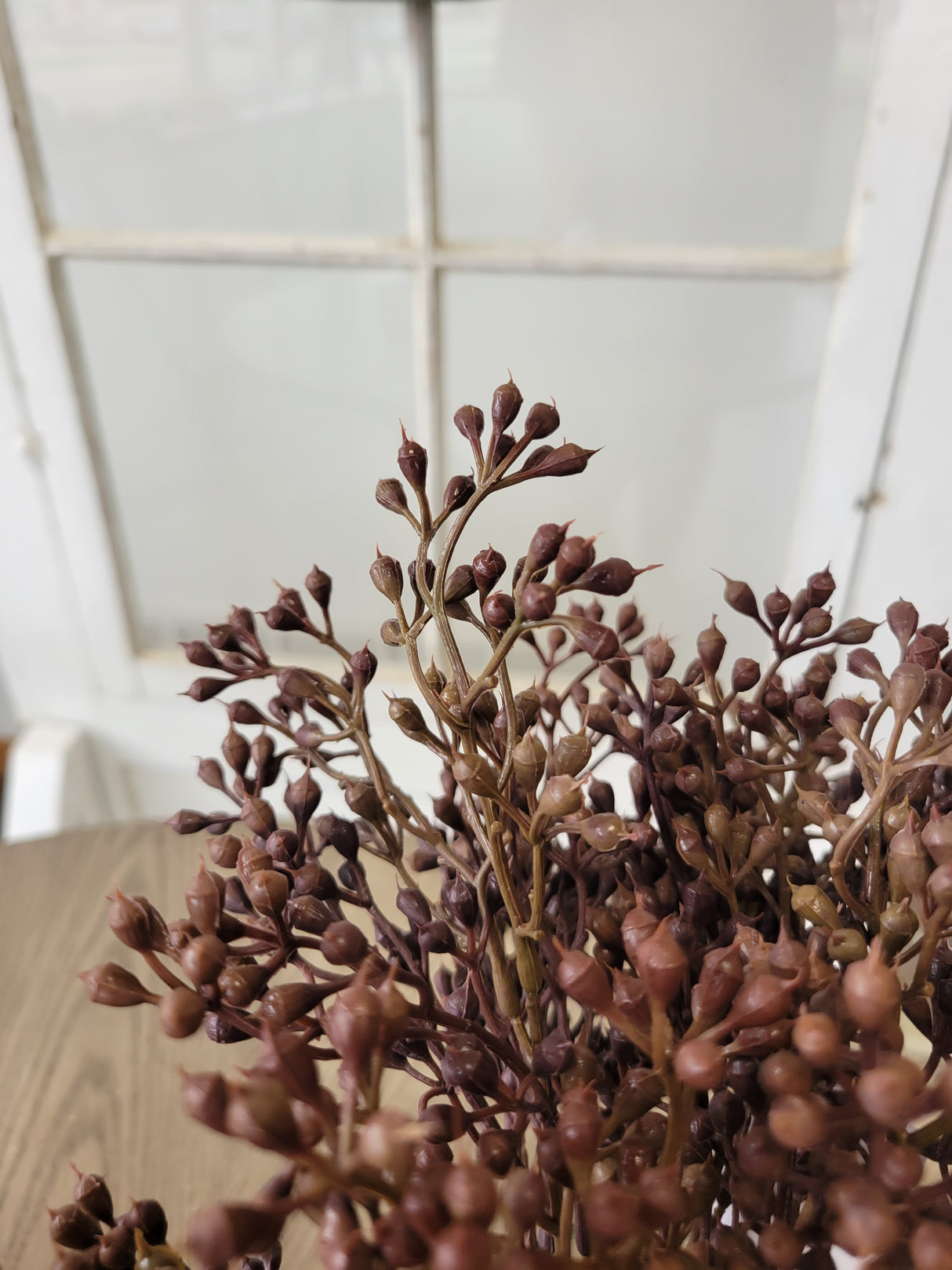 Burnt Red Seed Bush