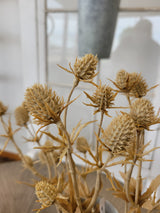 Beige Eryngium Thistle Spray