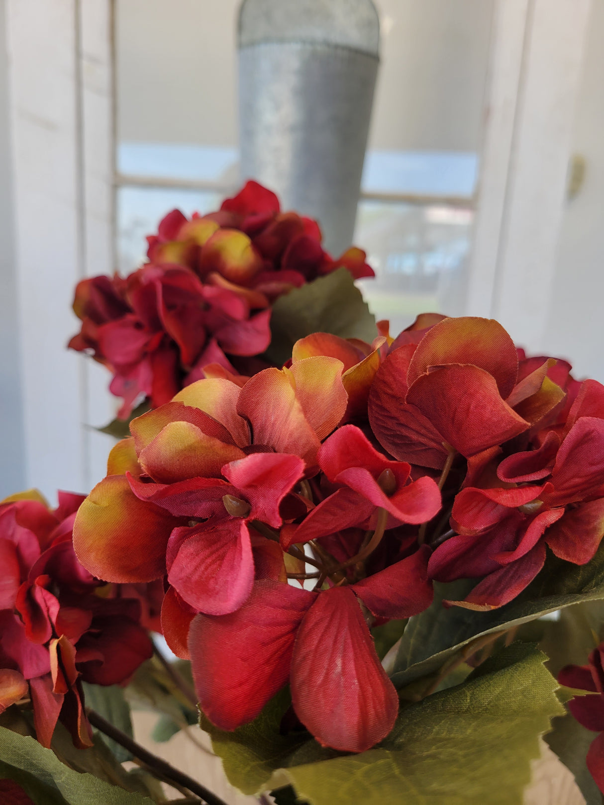 Burgundy Hydrangea Bush