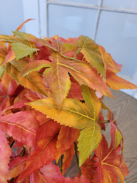 Japanese Maple Leaf Vine