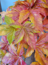 Japanese Maple Leaf Vine