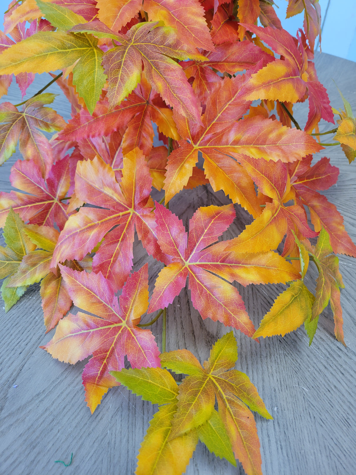 Japanese Maple Leaf Vine