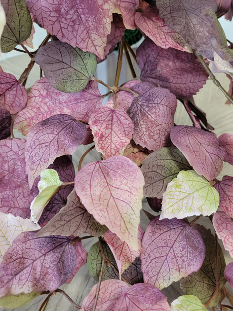 Dusty Mauve Shoeblack Plant Bush