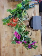 Hawaiian Sunrise Hanging Basket Kit