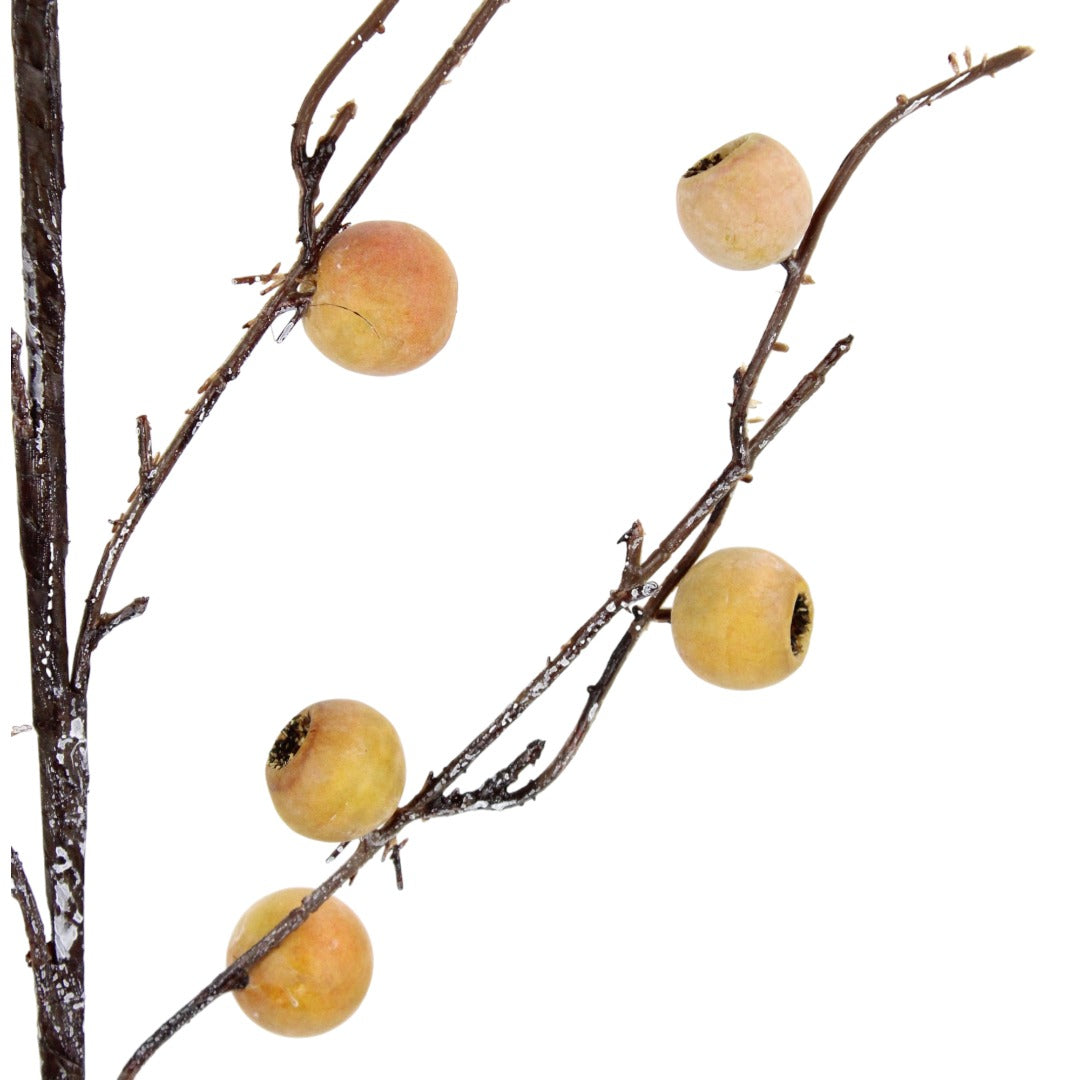 Persimmmon Pods Branch