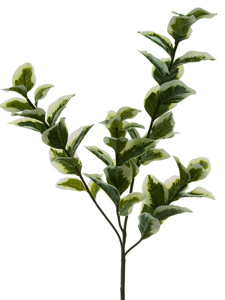 Variegated Euphorbia Spray
