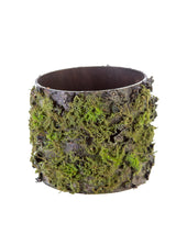 4" Log W/Moss Pot