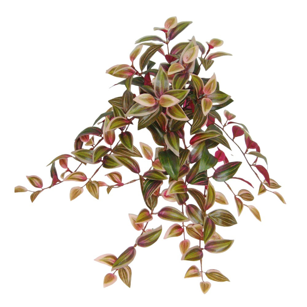 UV Protect Wandering Jew Hanging Bush