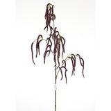 Purple Amaranthus Branch