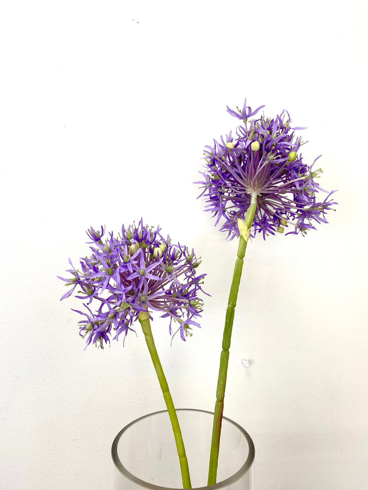 Lavender Allium Bundle