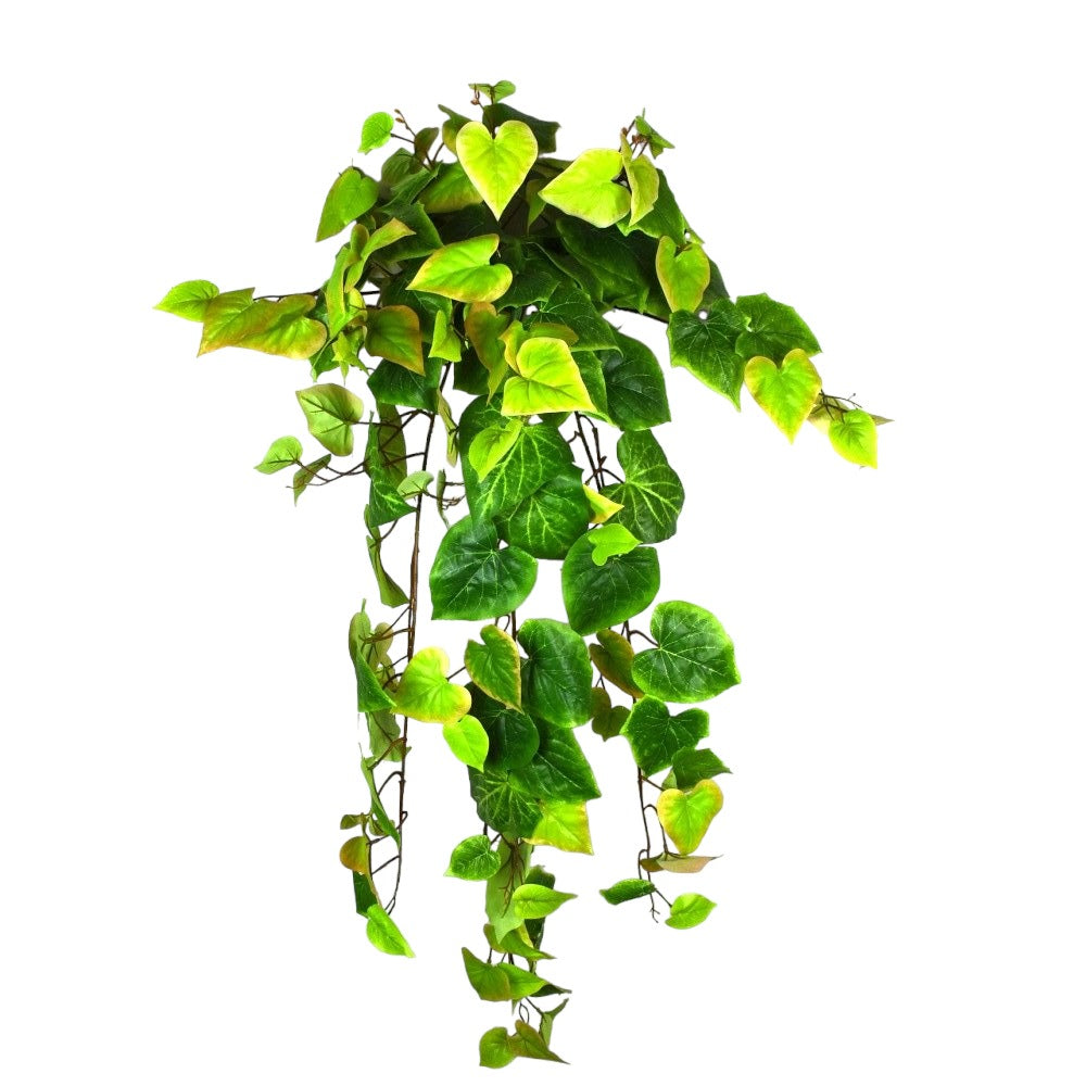 Potato Vine Hanging Bush