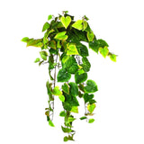 Potato Vine Hanging Bush